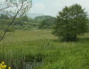 le maris du chenet